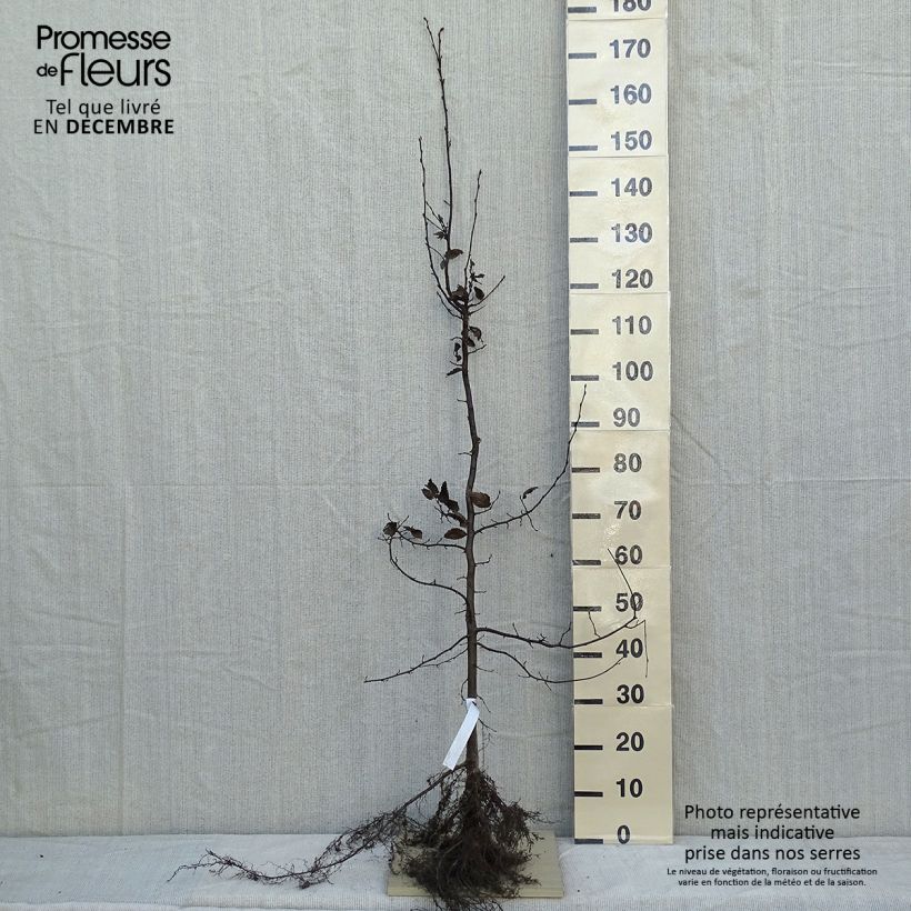 Carpinus betulus - Hornbeam Bare root sample as delivered in winter
