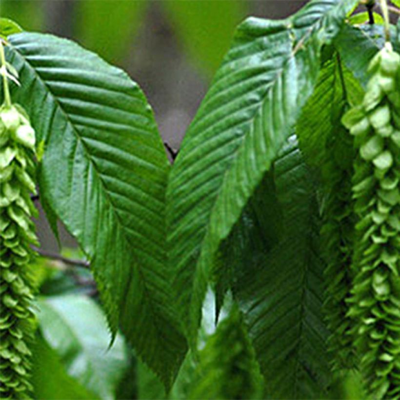 Carpinus fangiana - Monkey-tail Hornbeam (Foliage)