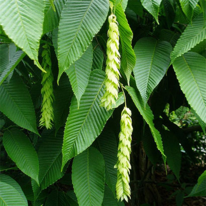 Carpinus fangiana - Monkey-tail Hornbeam (Flowering)