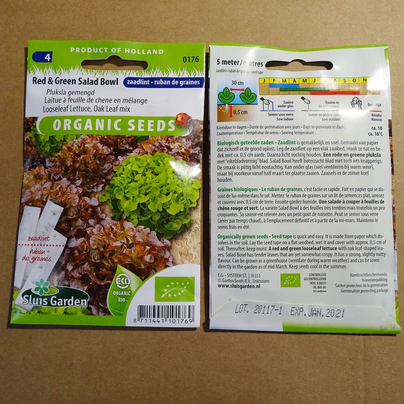 Example of Salad Bowl green and red mixed Lettuce - Lactuca sativa Ribbon seeds specimen as delivered