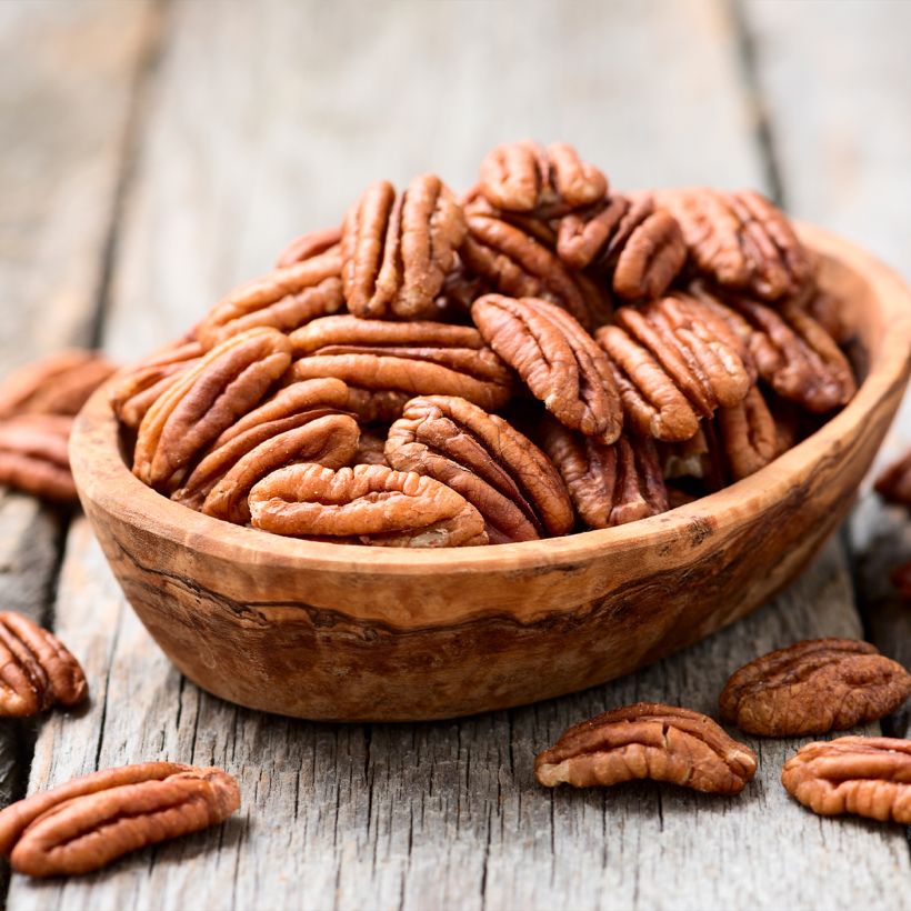 Carya illinoinensis Choctaw - Pecan Tree (Harvest)