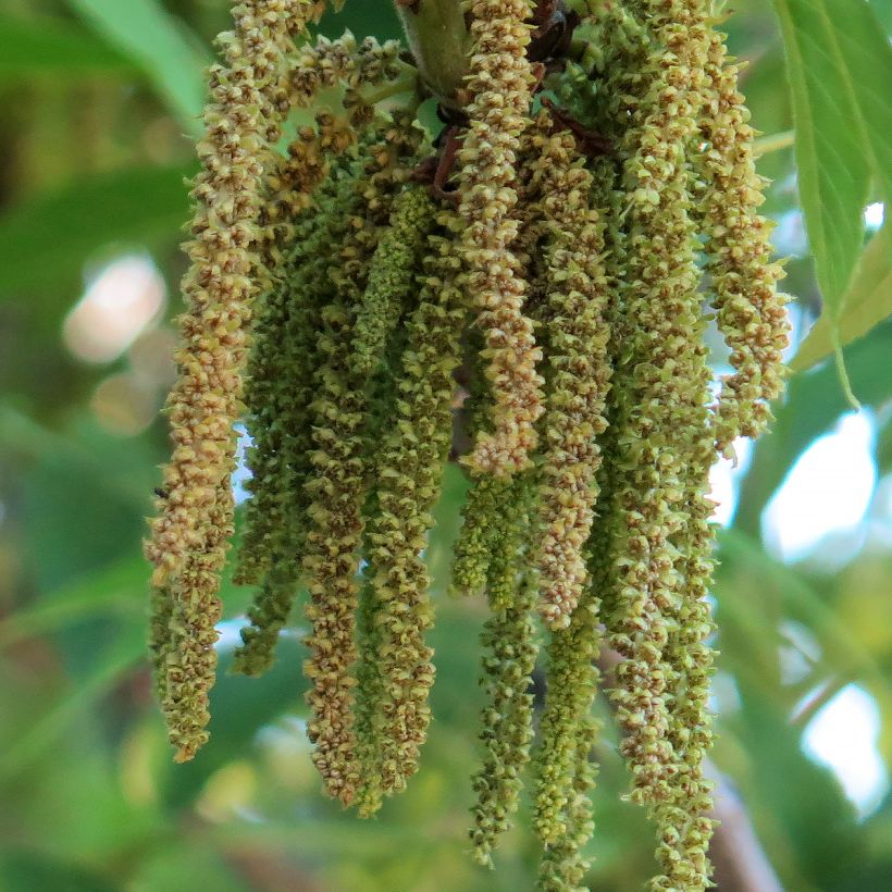Carya illinoinensis Delmas - Pecan Tree (Flowering)