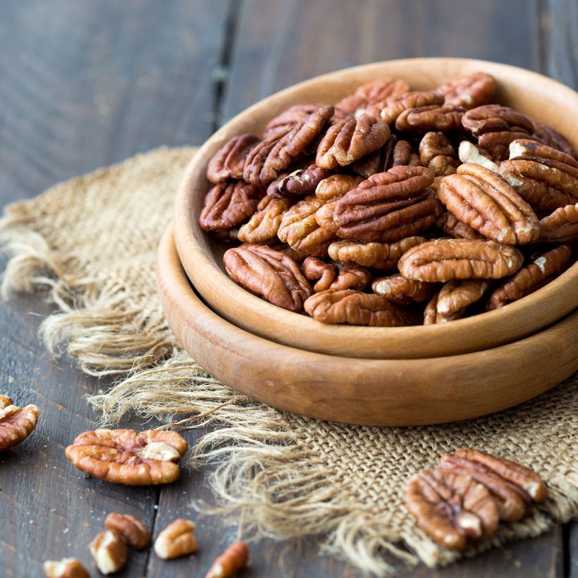 Carya illinoinensis Delmas - Pecan Tree (Harvest)