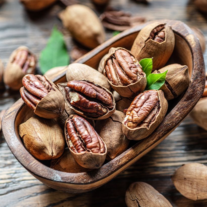 Carya illinoinensis Mohawk - Pecan Tree (Harvest)