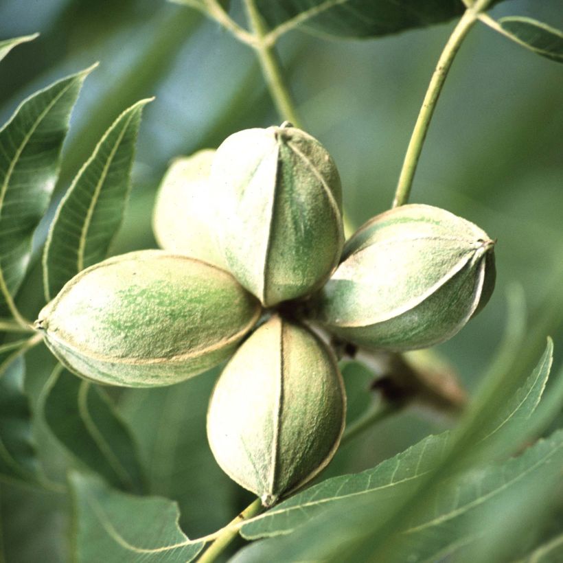 Carya illinoinensis (Harvest)