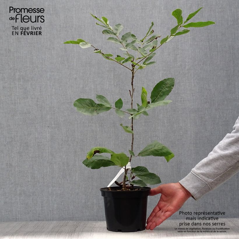 Carya illinoinensis 3L/4L pot sample as delivered in autumn