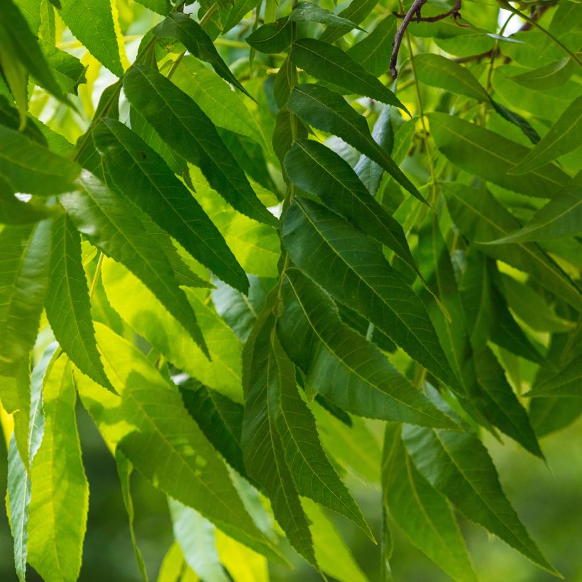 Carya illinoinensis Pawnee - Pecan Tree (Foliage)
