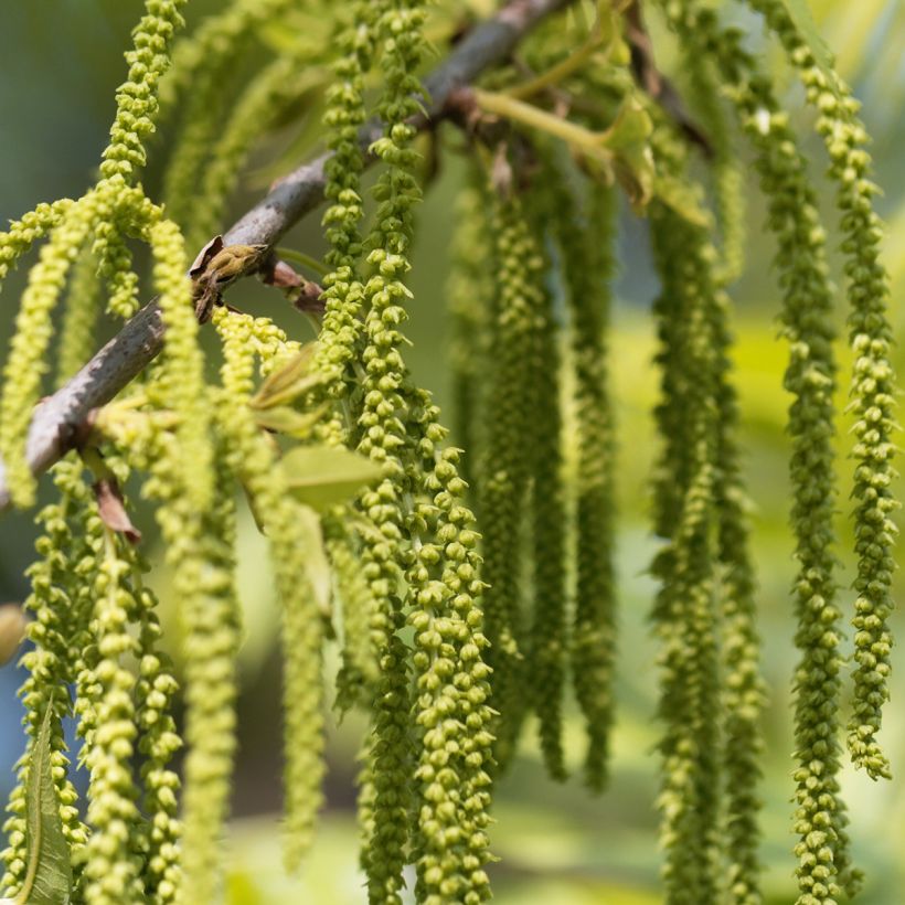 Carya illinoinensis Pawnee - Pecan Tree (Flowering)
