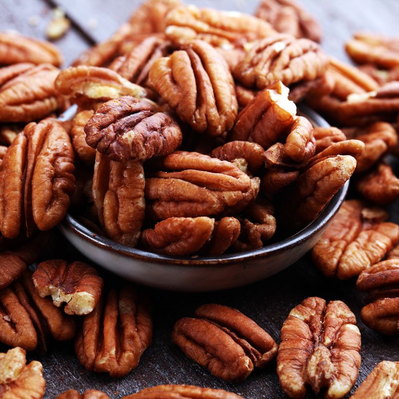 Carya illinoinensis Pawnee - Pecan Tree (Harvest)