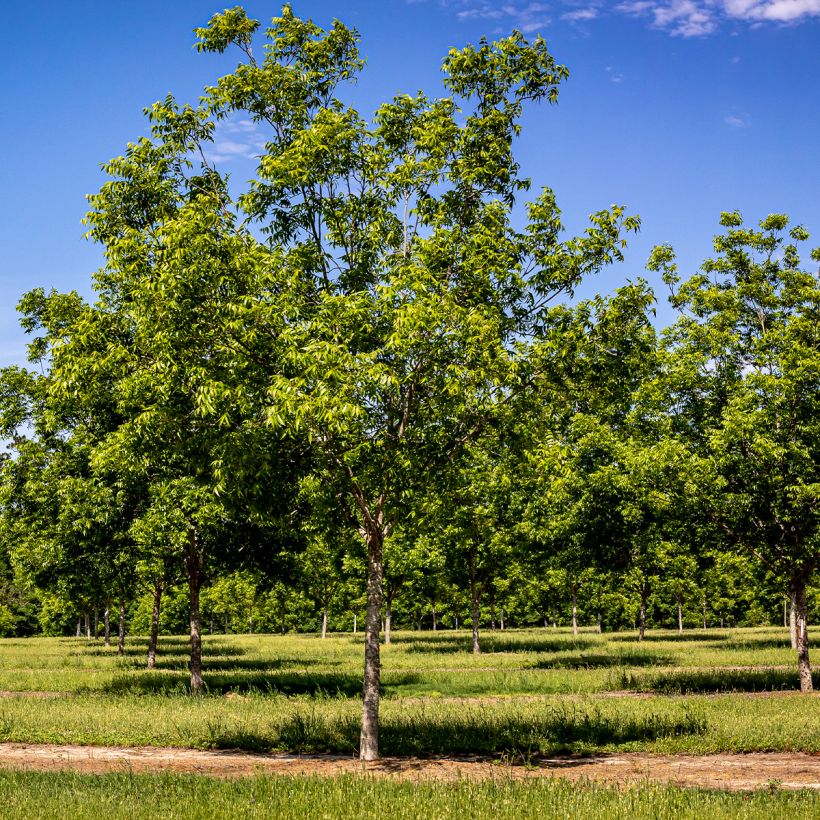 Carya illinoinensis Pawnee - Pecan Tree (Plant habit)