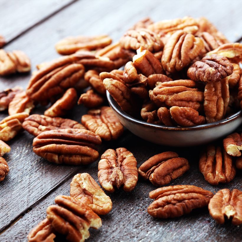 Carya illinoinensis Shoshoni - Pecan Tree (Harvest)