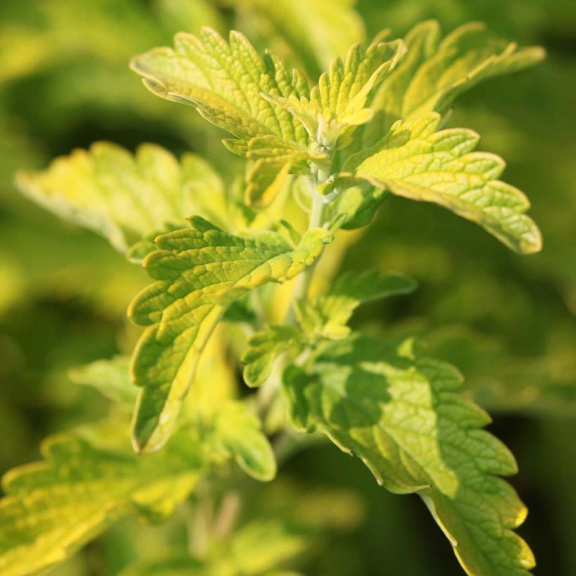 Caryopteris clandonensis Hint of Gold - Bluebeard (Foliage)