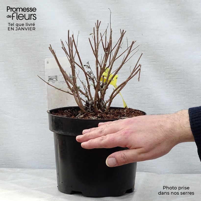 Caryopteris clandonensis Petit Bleu - Bluebeard 3L/4L pot sample as delivered in winter