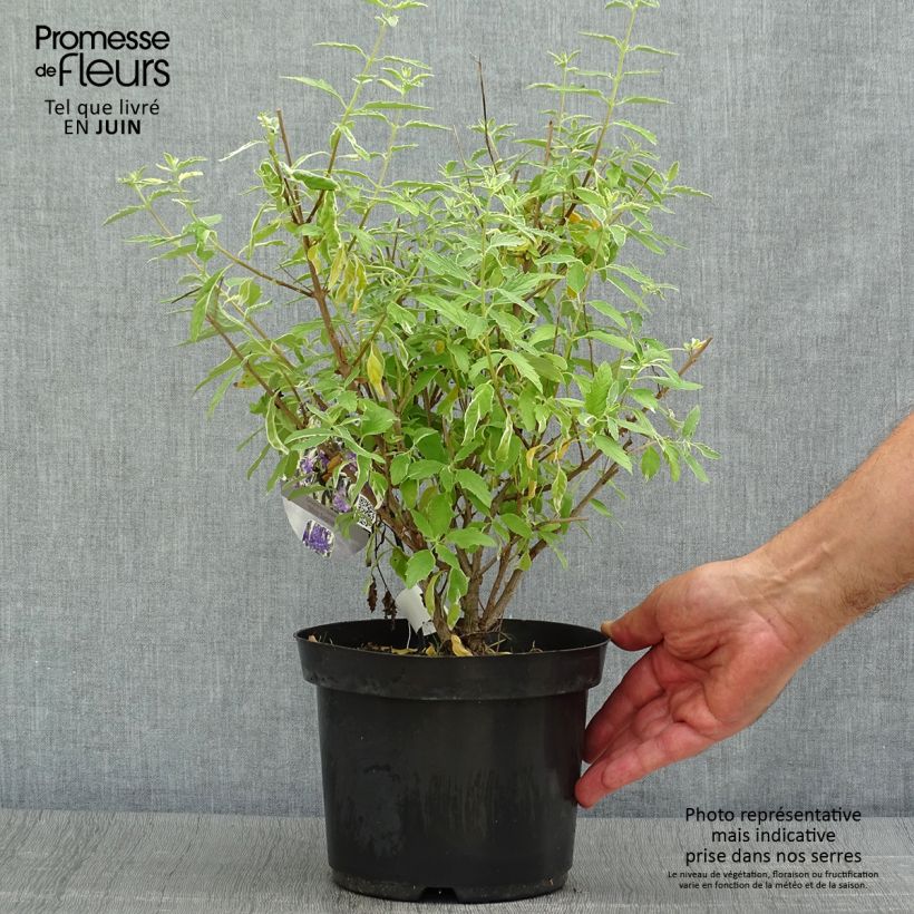 Caryopteris clandonensis White Surprise - Bluebeard 2L/3L pot sample as delivered in summer