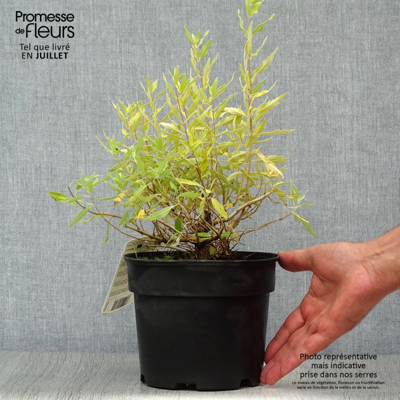 Caryopteris clandonensis Worcester Gold - Bluebeard 2L/3L pot sample as delivered in summer