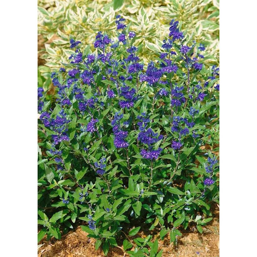 Caryopteris clandonensis First Choice - Bluebeard (Plant habit)