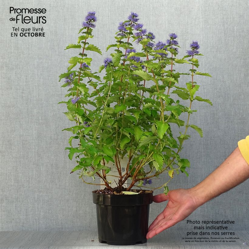 Caryopteris Good as Gold - Bluebeard 2L/3L pot sample as delivered in autumn