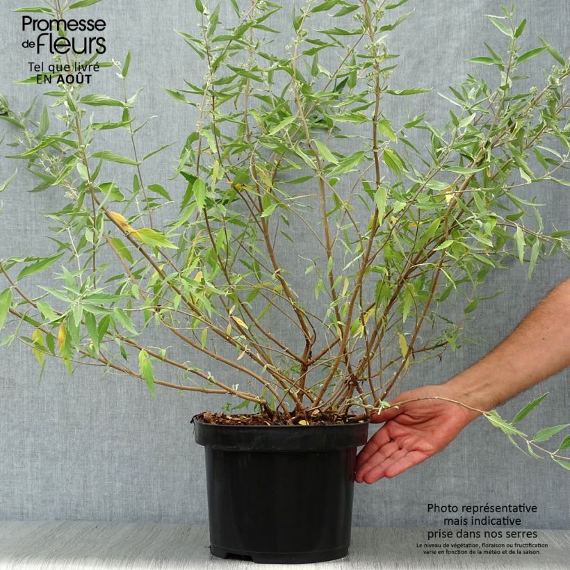 Caryopteris clandonensis Heavenly Blue - Bluebeard 7.5L/10L pot sample as delivered in summer