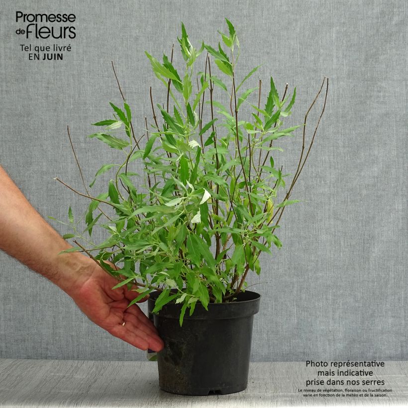 Caryopteris clandonensis Heavenly Blue - Bluebeard 2L/3L pot sample as delivered in summer