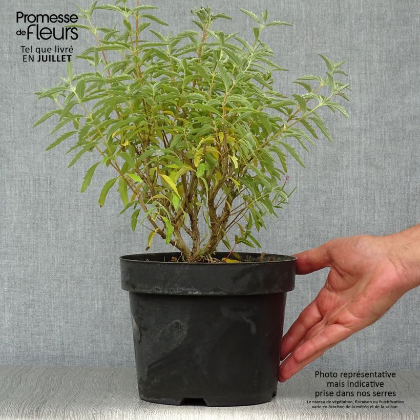 Caryopteris clandonensis Pink Perfection - Bluebeard 2L/3L pot sample as delivered in summer