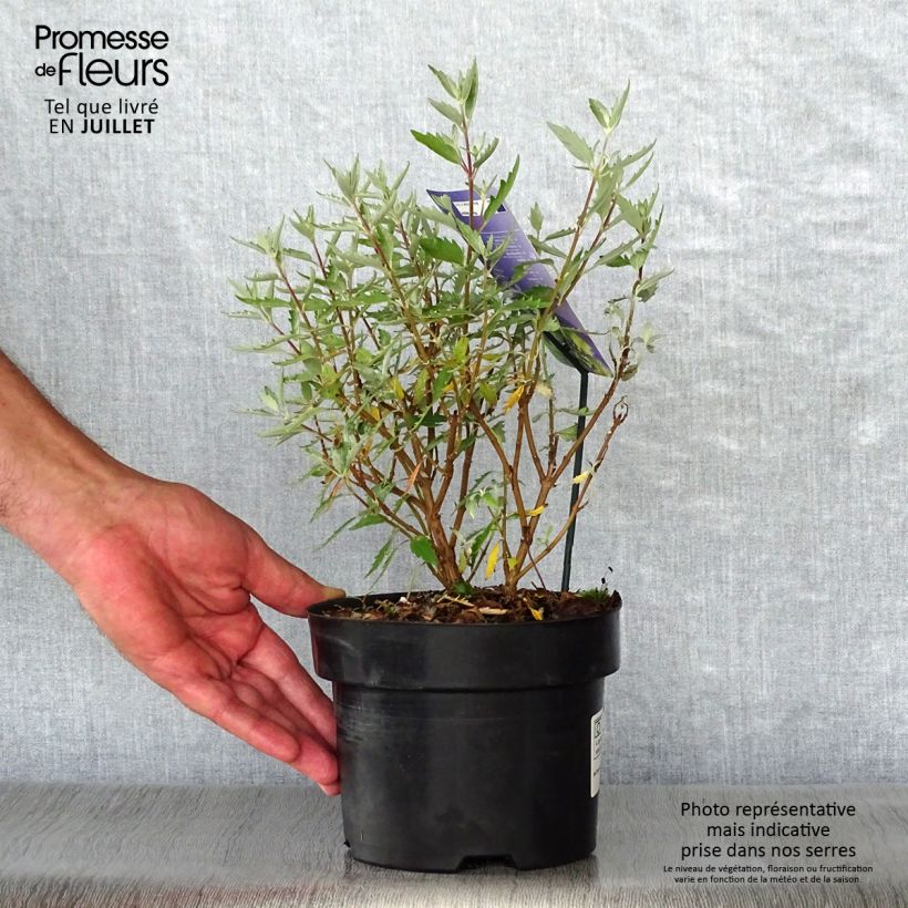 Caryopteris clandonensis Sterling silver - Bluebeard 2L/3L pot sample as delivered in summer