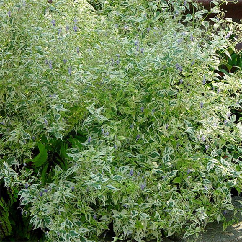 Caryopteris divaricata Electrum (Foliage)