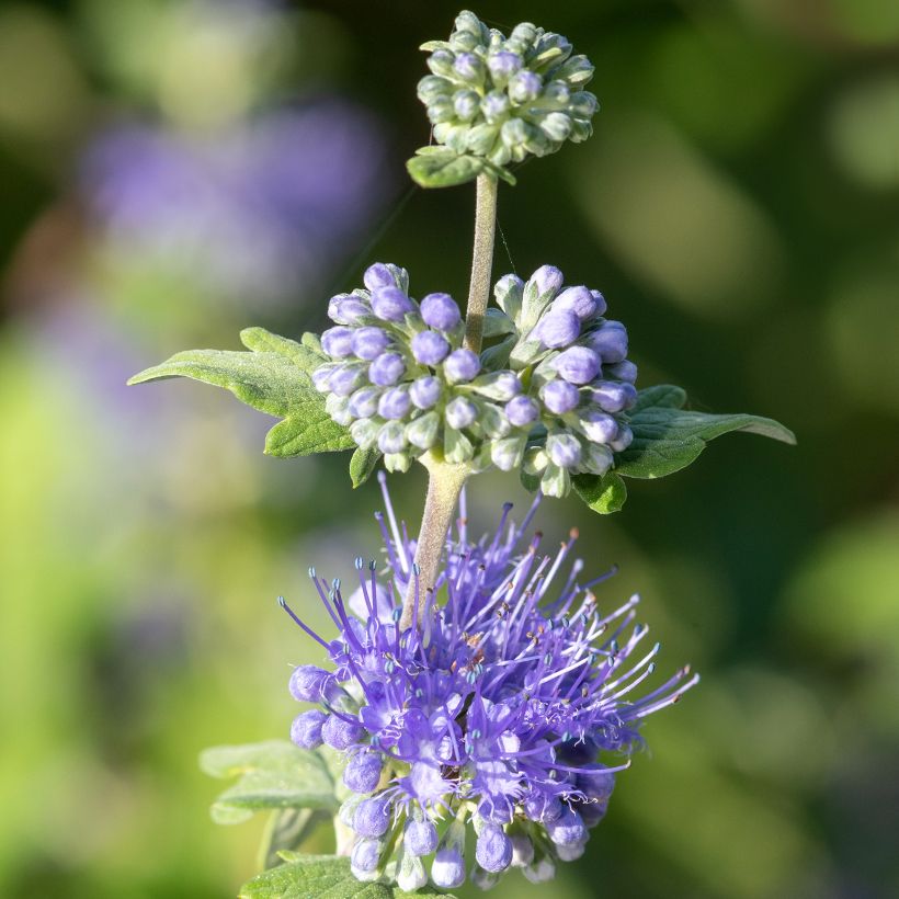 Caryopteris incana Sunny Blue - Bluebeard (Flowering)
