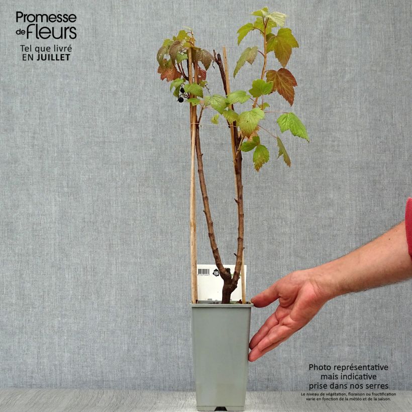 Ribes nidigrolaria Jostaberry 1.5L/2L pot, Bush sample as delivered in summer