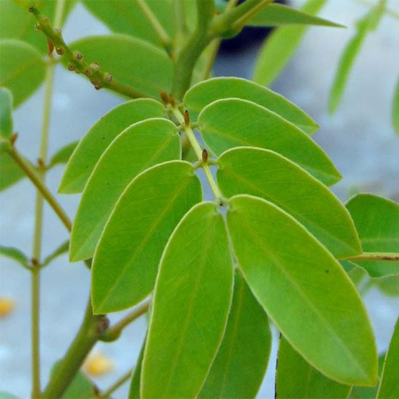 Cassia floribunda (Foliage)