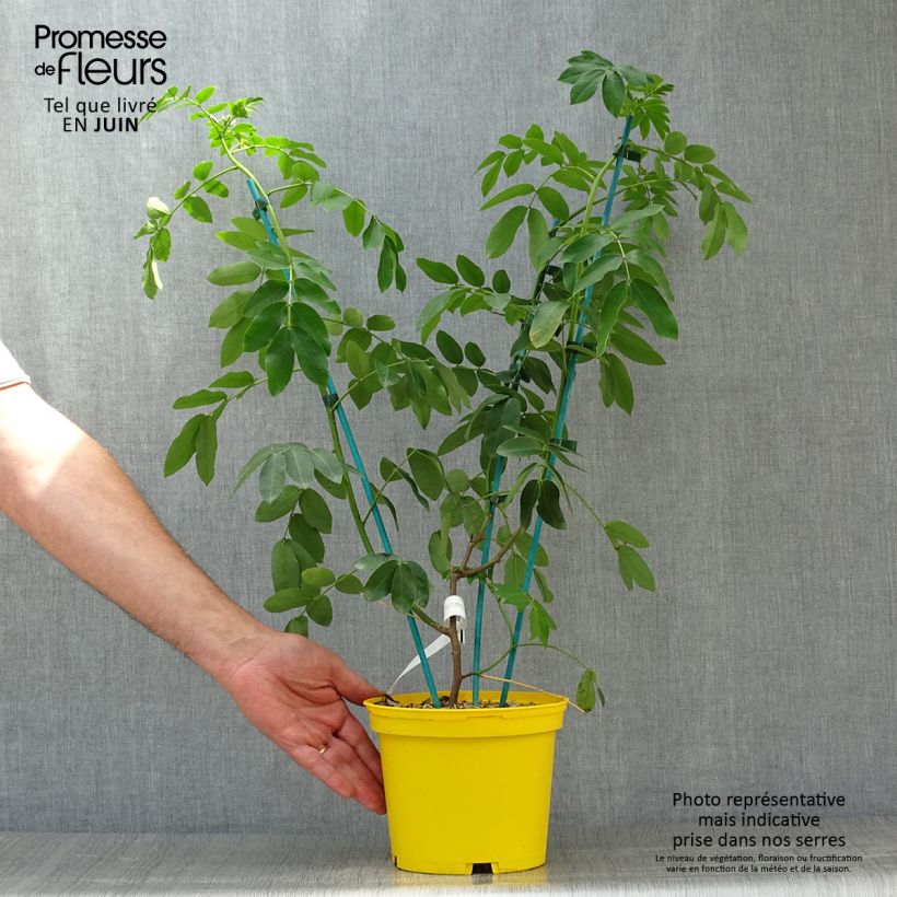 Cassia floribunda 2L/3L pot sample as delivered in summer