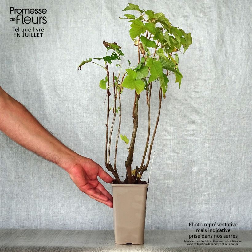 Blackcurrant Andega - Ribes nigrum 1.5L/2L pot, Bush sample as delivered in summer