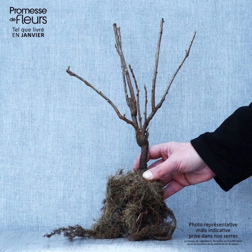 Blackcurrant Andega - Ribes nigrum Bare root sample as delivered in winter