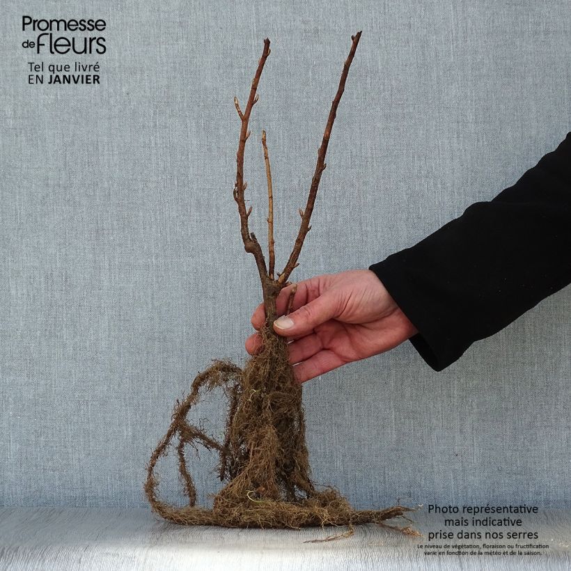 Blackcurrant Black Down - Ribes nigrum Bare root, Bush sample as delivered in winter