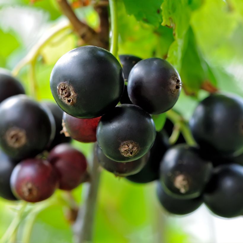 Blackcurrant Delbard Robusta - Ribes nigrum (Harvest)