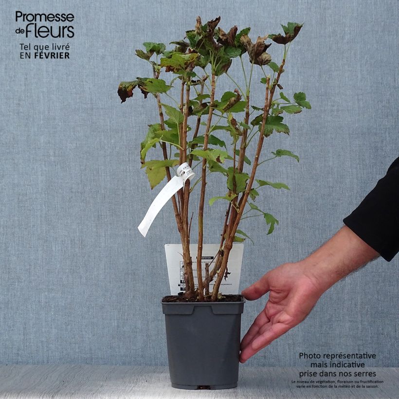 Blackcurrant Delbard Robusta - Ribes nigrum 2L/3L pot sample as delivered in autumn
