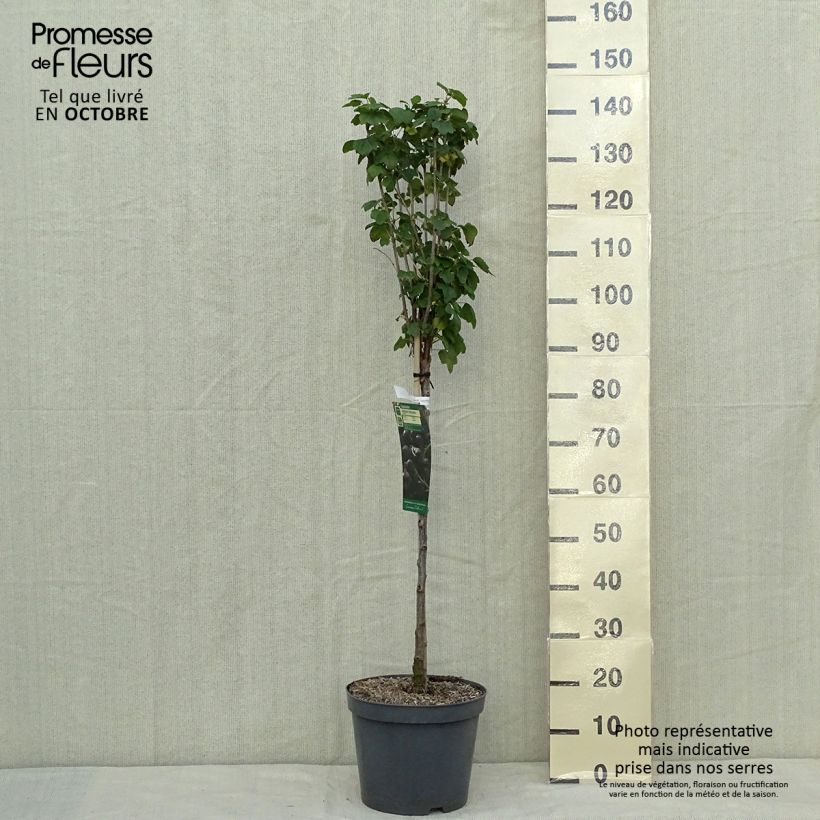 Blackcurrant Delbard Robusta - Ribes nigrum 7.5L/10L pot, Quarter standard sample as delivered in autumn