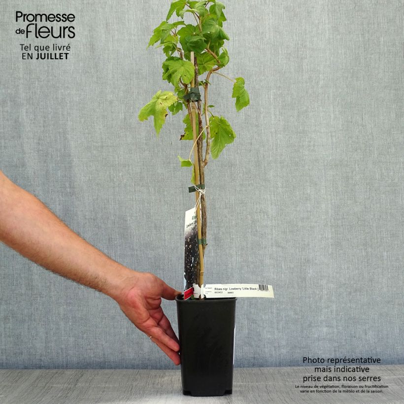 Blackcurrant Little Black Sugar - Ribes nigrum 1.5L/2L pot, Bush sample as delivered in summer