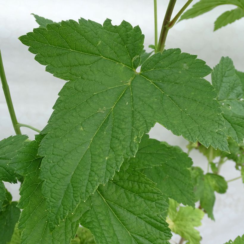 Blackcurrant Neva - Ribes nigrum (Foliage)