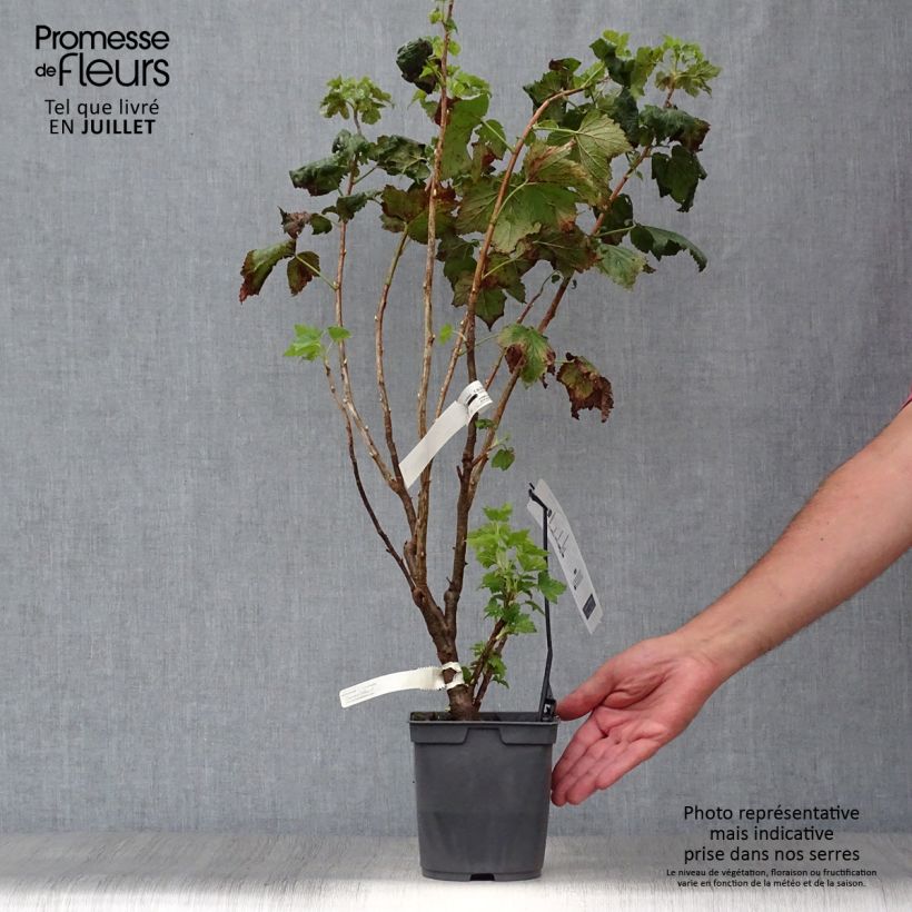 Blackcurrant Neva - Ribes nigrum 2L/3L pot, Bush sample as delivered in summer