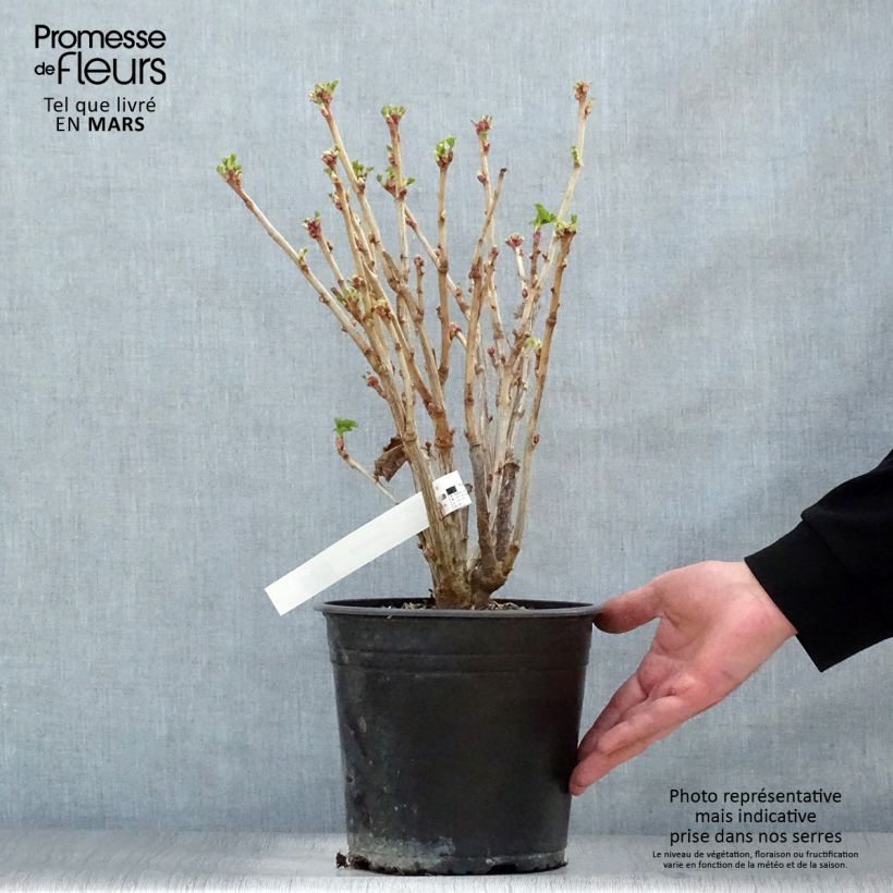 Blackcurrant Neva - Ribes nigrum 4L/5L pot, Bush sample as delivered in spring