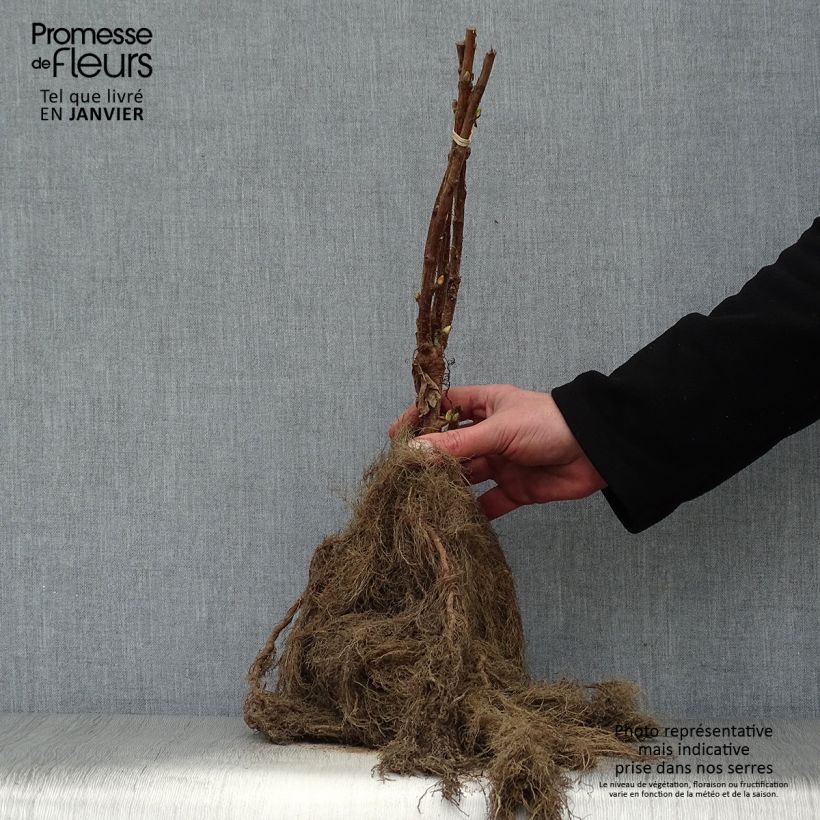 Blackcurrant Neva - Ribes nigrum Bare root, Bush sample as delivered in winter
