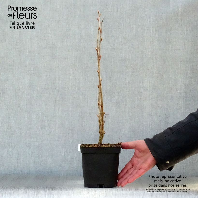 Blackcurrant Noir de Bourgogne - Ribes nigrum 1.5L/2L pot, Bush sample as delivered in winter