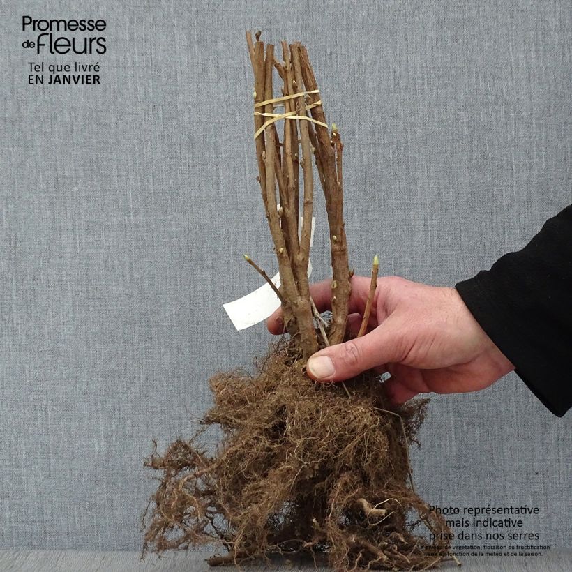 Blackcurrant Noir de Bourgogne - Ribes nigrum Bare root, Bush sample as delivered in winter