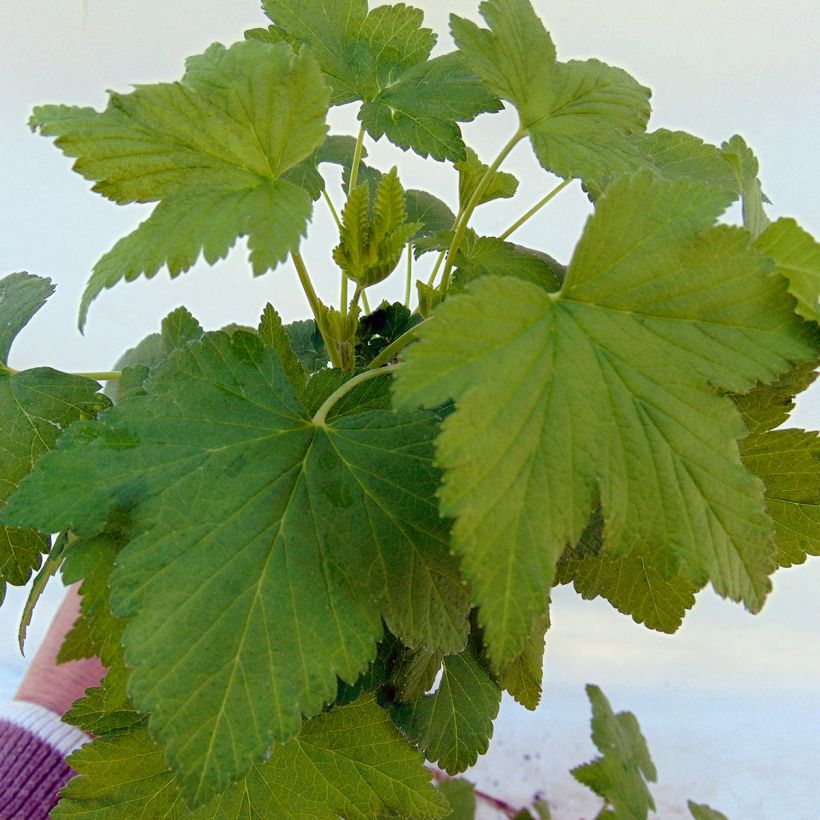 Blackcurrant Noiroma - Ribes nigrum (Foliage)