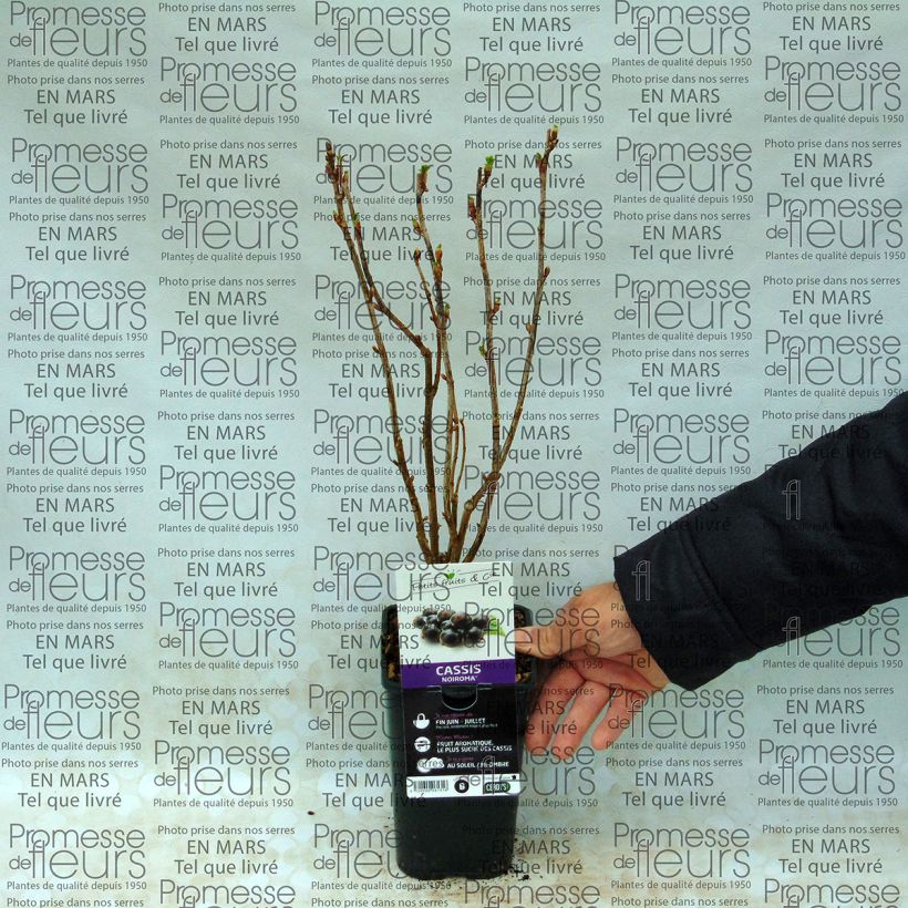 Example of Blackcurrant Noiroma - Ribes nigrum 1L/1.5L pot, Bush specimen as delivered