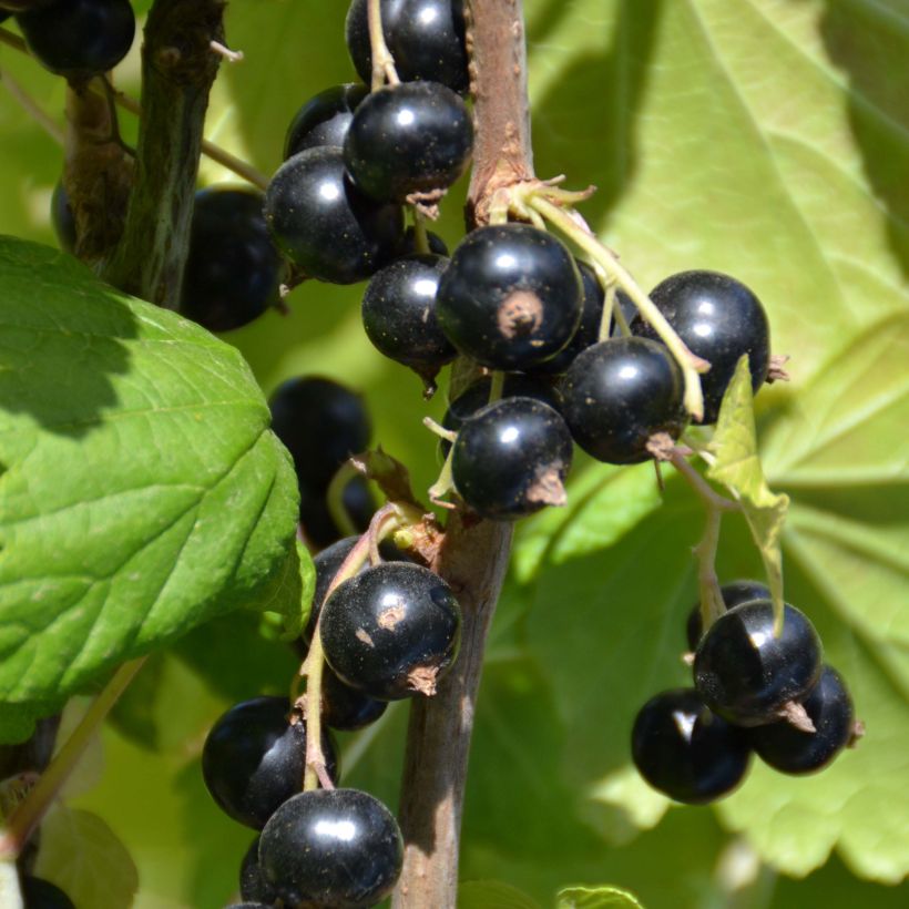 Blackcurrant Perles d'Auvergne - Georges Delbard (Harvest)