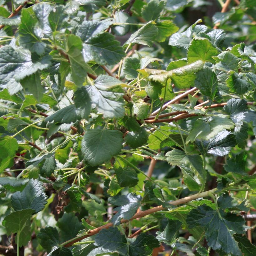Blackcurrant Bush - Ribes nigrum (Foliage)