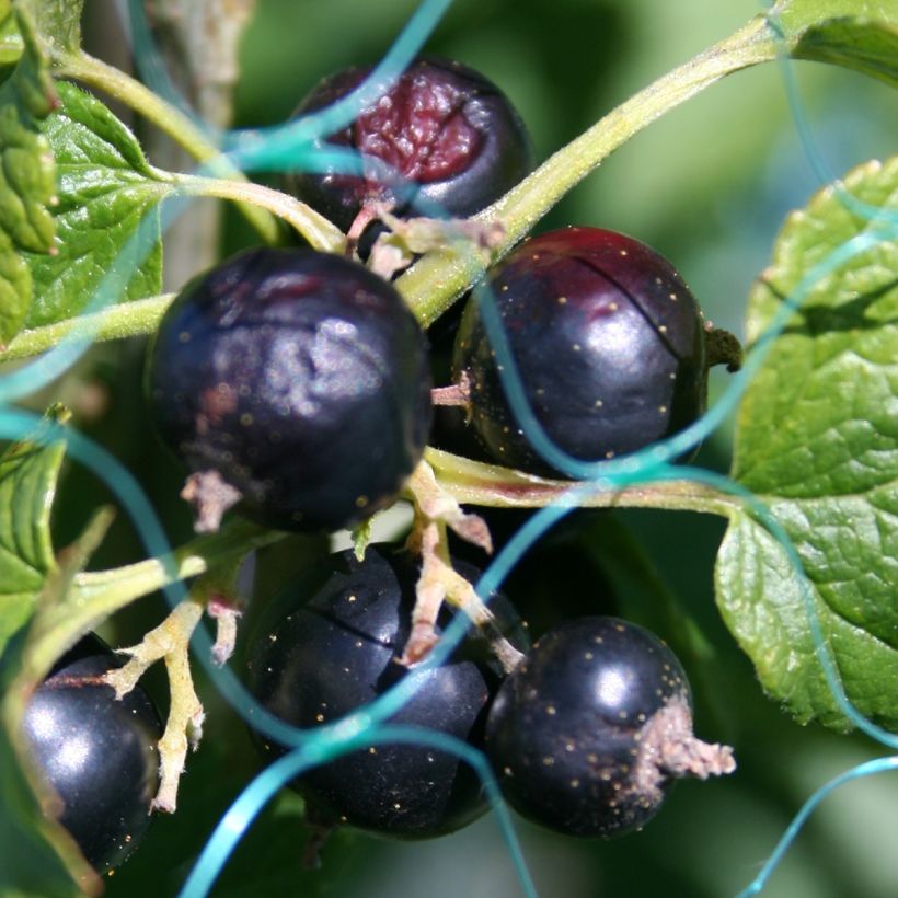 Blackcurrant Bush - Ribes nigrum (Harvest)