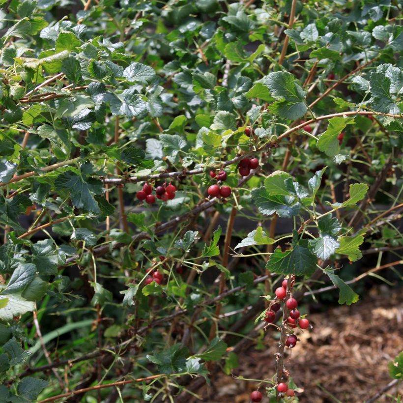 Blackcurrant Bush - Ribes nigrum (Plant habit)