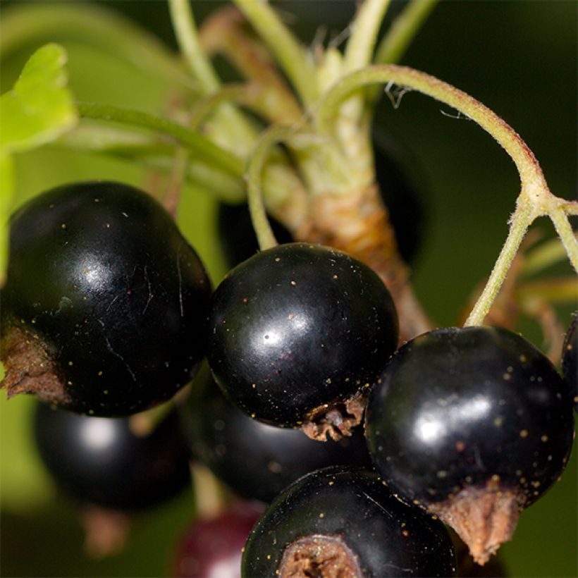 Blackcurrant Titania - Ribes nigrum (Harvest)